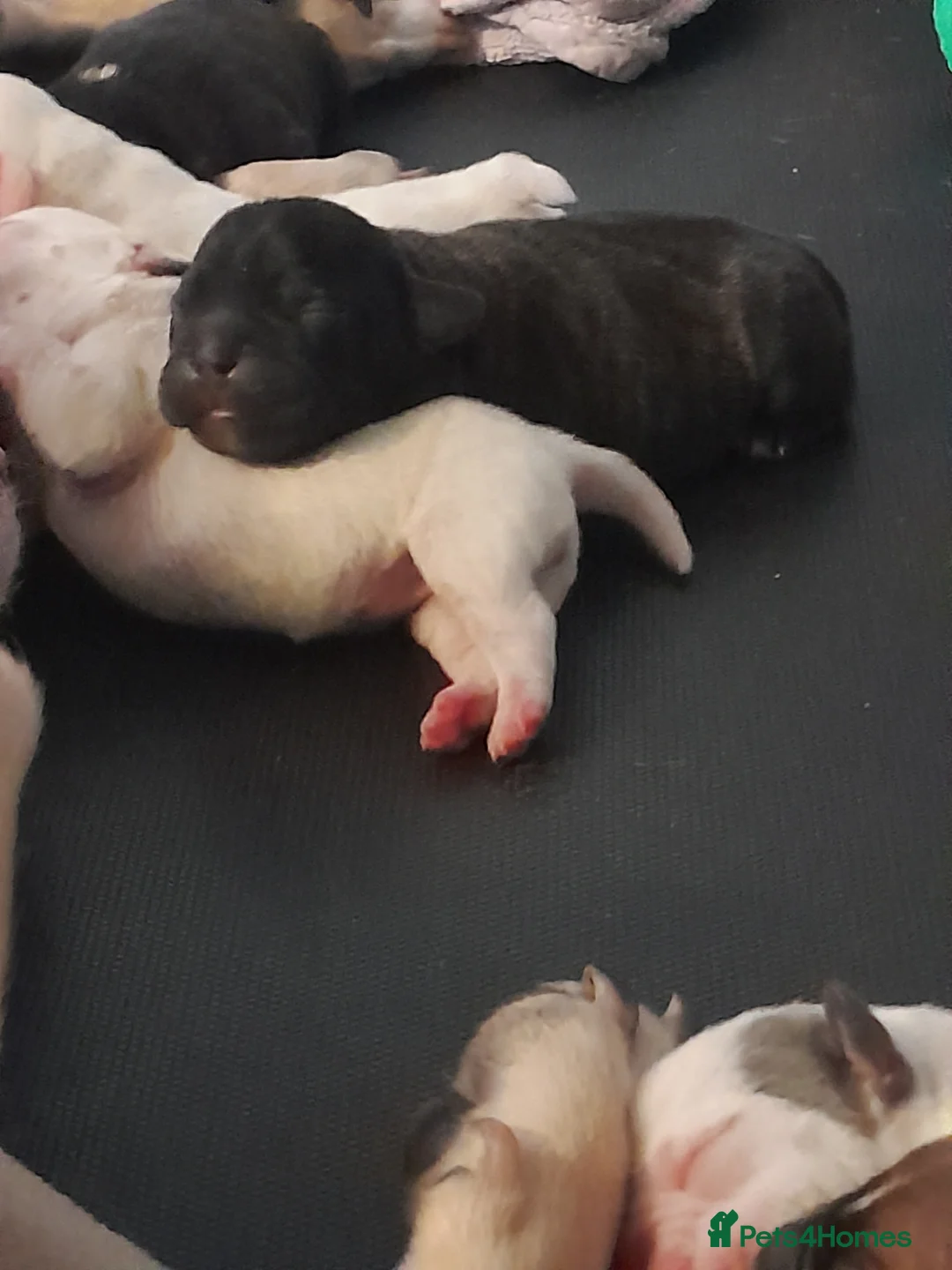 Mixed Breed dogs for sale: Mixed breed - Advert 6