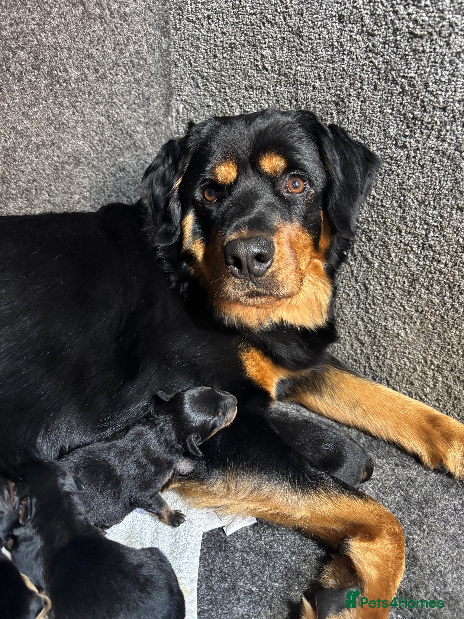Mixed Breed dogs Rottweiler x puppys  - Advert 1