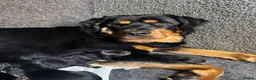 Mixed Breed dogs for sale: Rottweiler x puppys  - Advert 1