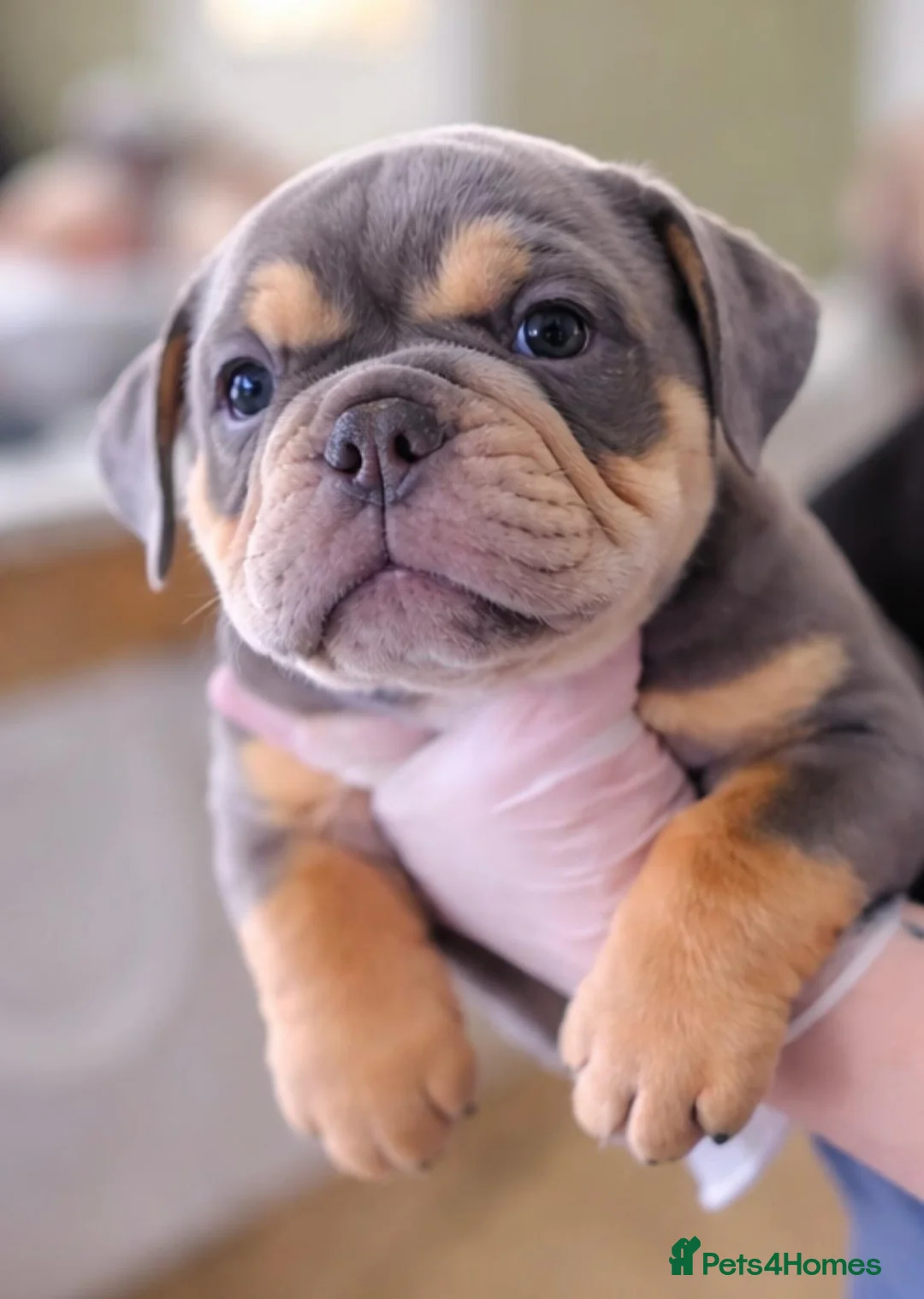 English Bulldog dogs for sale: Stunningly healthy English BullDogs 🐾 - Advert 24