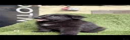 German Shepherd dogs for sale: German Shepard puppies  - Advert 22