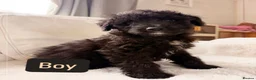 Bordoodle dogs for sale: Borderdoodle puppies  - Advert 5