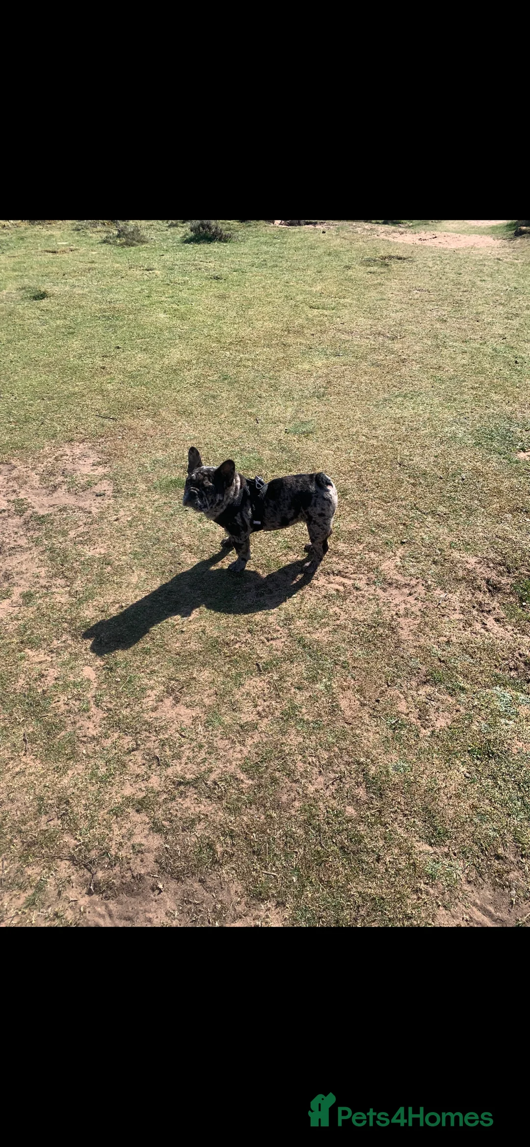French Bulldog dogs for sale: Merle 1 year old French bulldog  - Advert 3