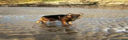 German Shepherd dogs for sale: Enzo  - Advert 4