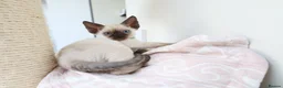 Devon Rex cats for sale: Devon rex kittens neutered  included in the price - Advert 3