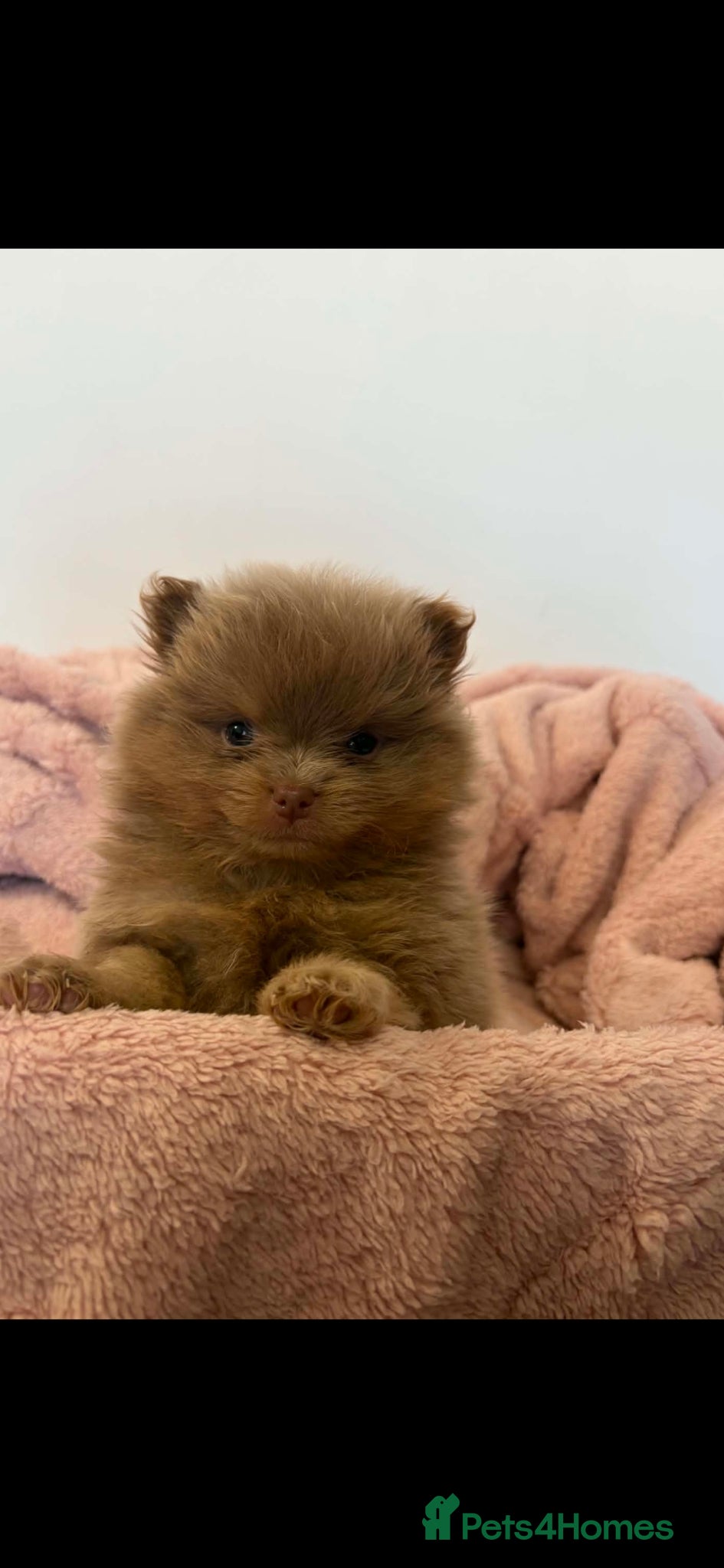 Pomeranian dogs Stunning rare coloured Pomeranian puppies  - Advert 4