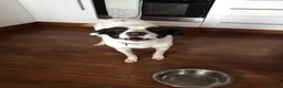Mixed Breed dogs for adoption: Meet Missy, currently residing in Devon in Tiverton - Advert 11