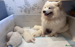 Samoyed dogs for sale: Samoyed puppies - gorgeous white bundle of joy! - Advert 6