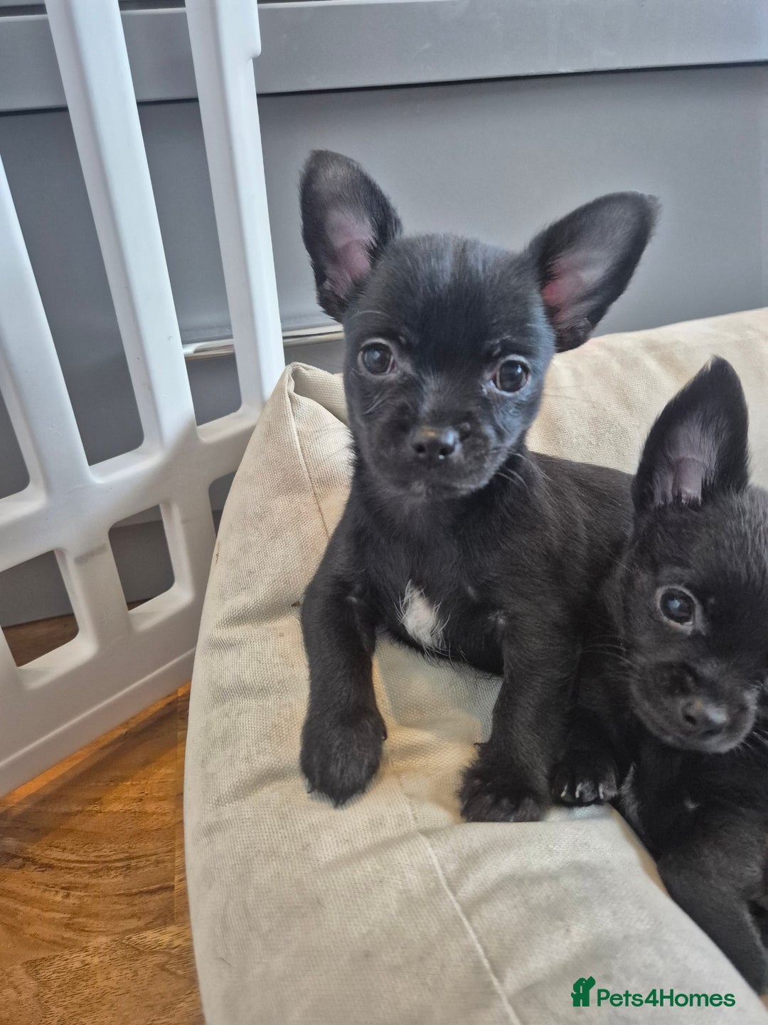 Chihuahua dogs for sale: 3 beautiful tiny pure breed chihuahua  - Advert 21
