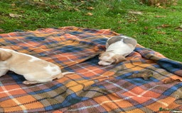 Beagle dogs for sale: Pure bred beagle puppies  - Image 8