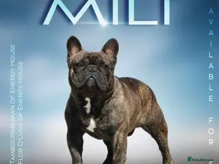 French Bulldog dogs International Champion French Bulldog For Stud - Advert 1
