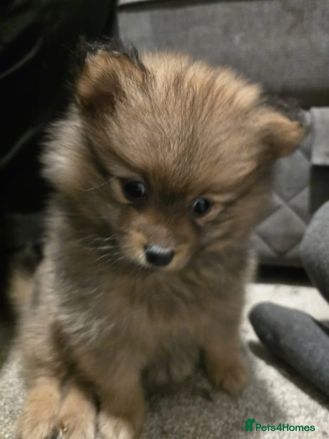 Pomeranian dogs for sale: pomeranians - Advert 2