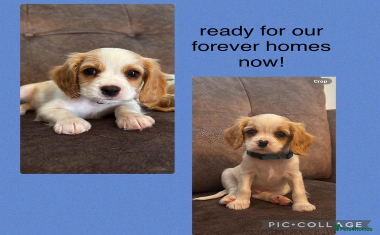 Cavachon dogs - Advert 1