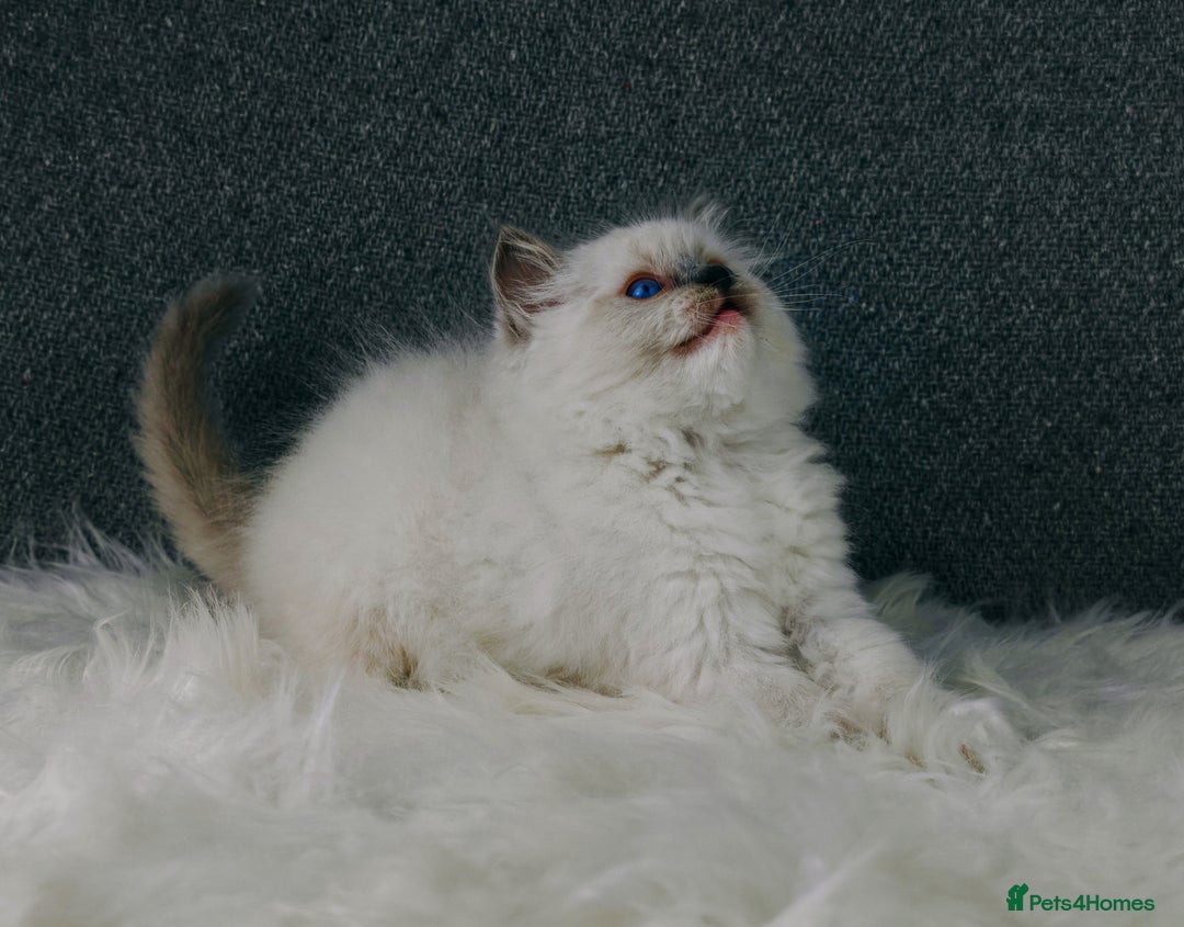 Ragdoll cats for sale: Best Ragdoll Kittens Regional Winner - Image 18