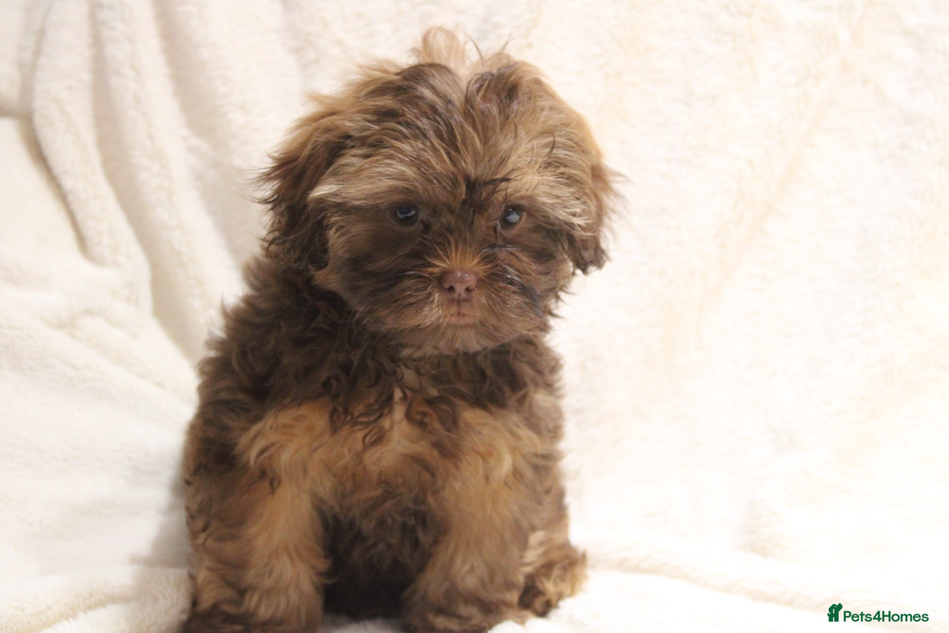 Shihpoo dogs Shih poo puppy’s  - Advert 5