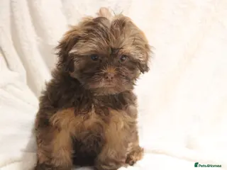 Shihpoo dogs Shih poo puppy’s - Advert 5