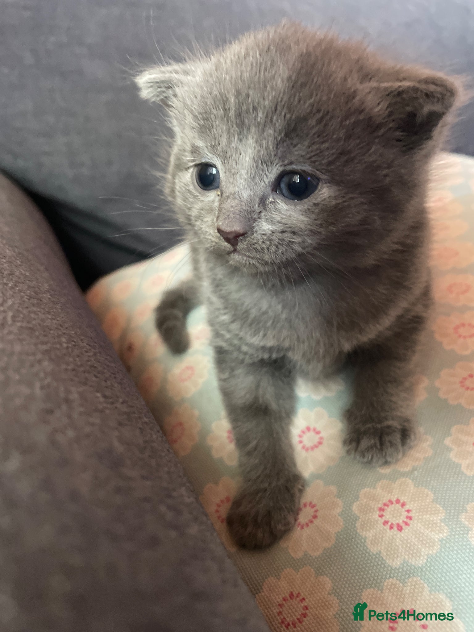 Mixed Breed cats for sale: Scottish mixed kittens  in Goole - Advert 5