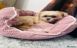 Shih Tzu dogs for sale: TINY Asian small toy Shipoo’s ADORABLE  - Image 6