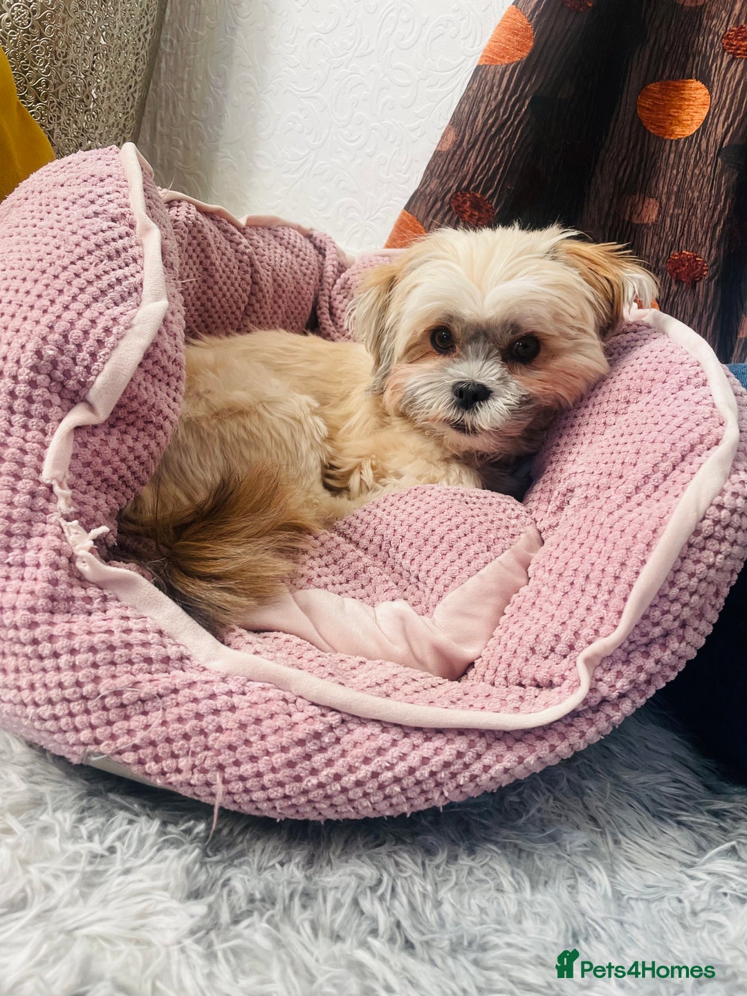 Shih Tzu dogs for sale: TINY Asian small toy Shipoo’s ADORABLE  - Image 6