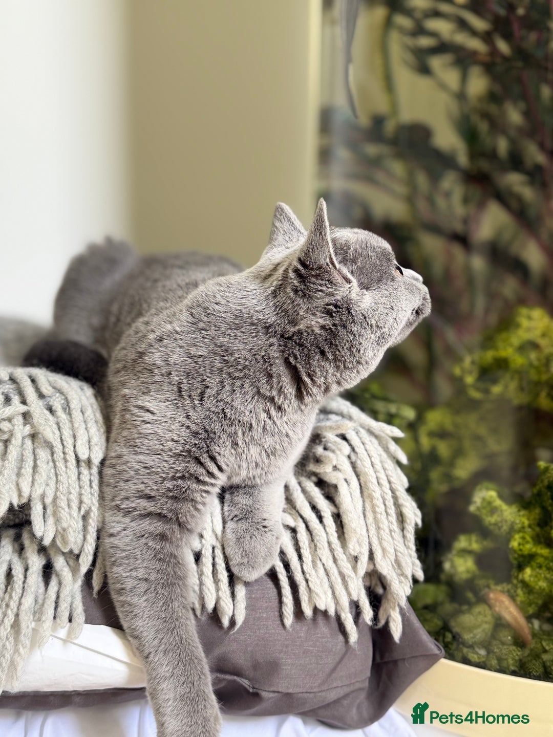 Scottish Fold cats for sale: Lovely Scottish straight girl - Image 12