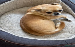 Chihuahua dogs for sale: Chihuahua  - Image 14
