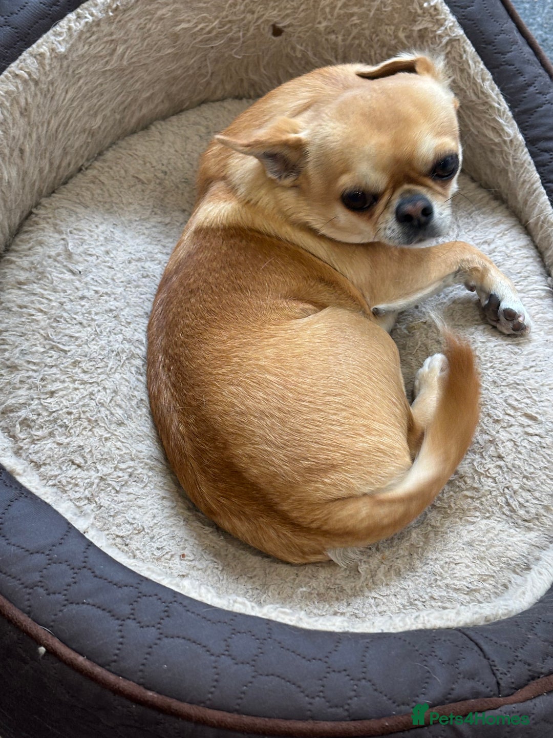 Chihuahua dogs for sale: Chihuahua  - Image 14