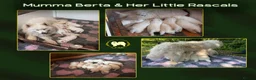 Samoyed dogs for sale: KC Registered Samoyed Puppies from a champion sire in Turriff - Advert 3