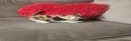 Mixed Breed cats for sale: 6 beautiful kittens  - Advert 9