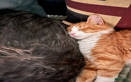 Mixed Breed cats for sale: Percy - stunning long haired ginger cat - Image 3