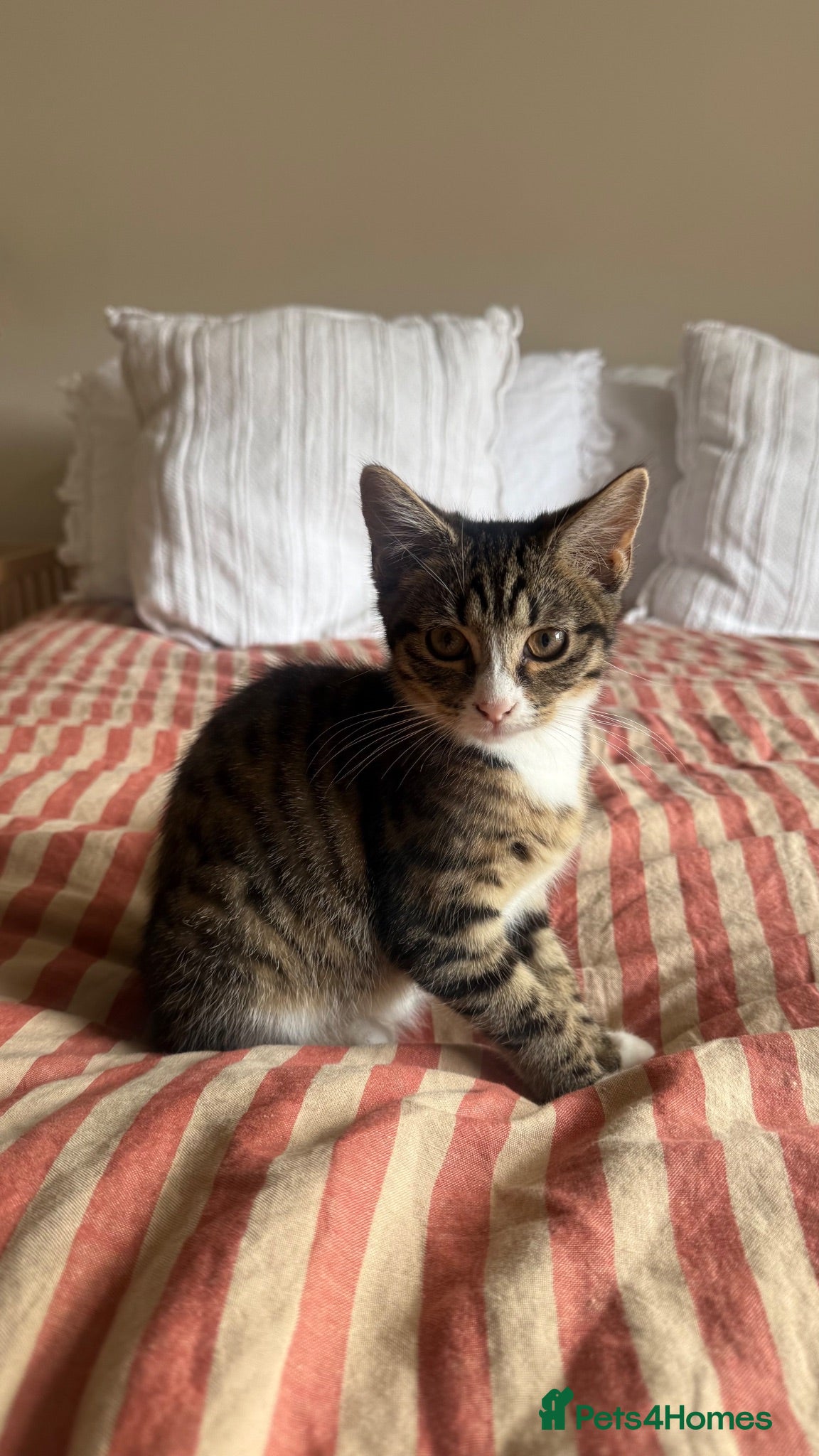 Mixed Breed cats Female Kitten - 13 weeks old - Advert 1