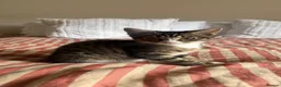 Mixed Breed cats for sale: Female Kitten - 13 weeks old in Leeds - Advert 1