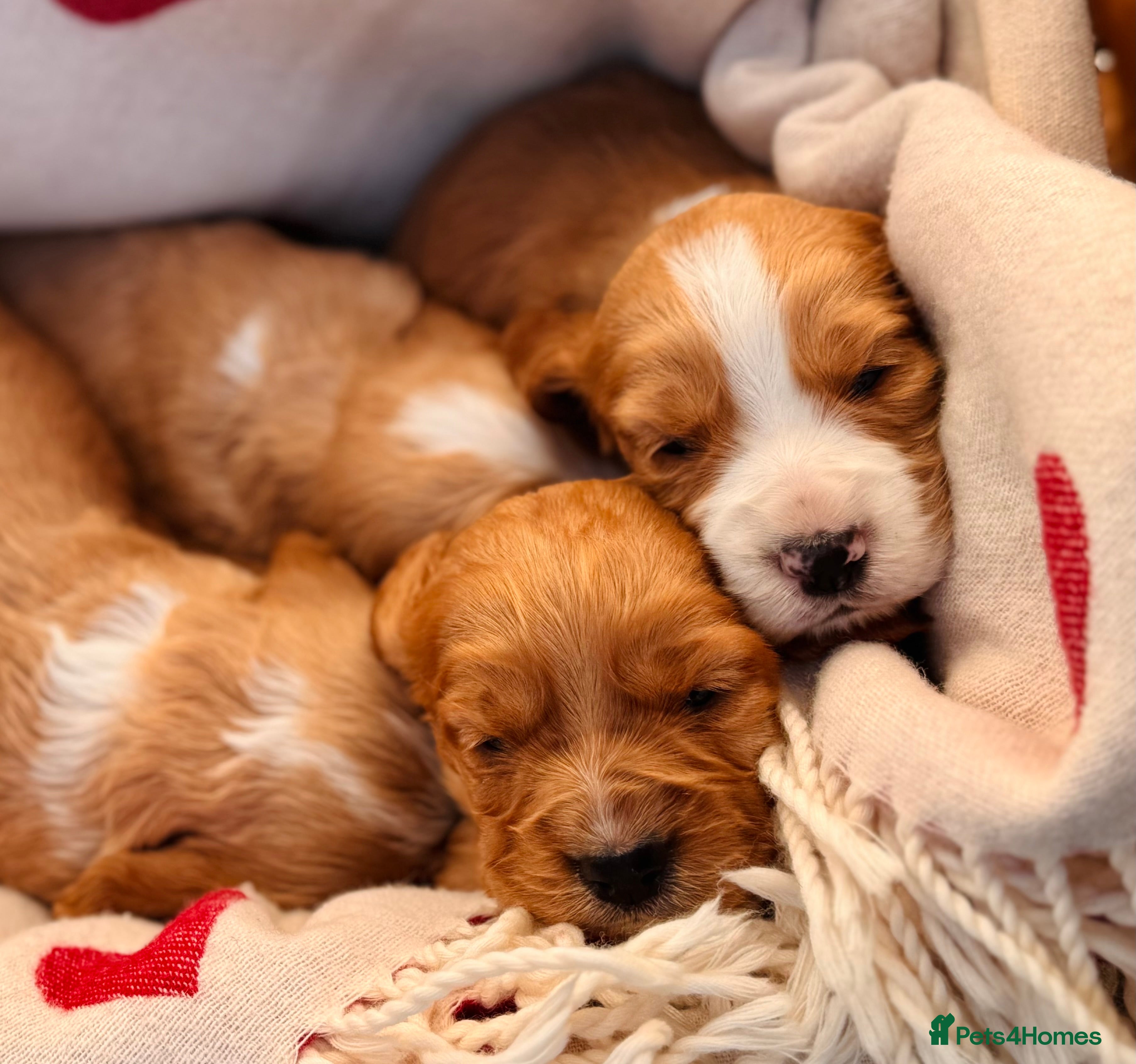 Cocker Spaniel dogs KC Working Cocker Spaniel Puppies in North Berwick - Advert 2