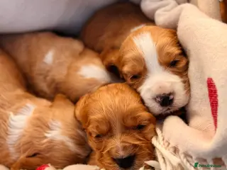 Cocker Spaniel dogs KC Working Cocker Spaniel Puppies in North Berwick - Advert 2