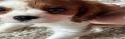 King Charles Spaniel dogs for sale: Loving King Charles Pup - Advert 8