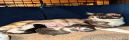 Mixed Breed cats for sale: 🐾 Last 2 kittens available – 1 boy, 1 girl 🐾   in Witham - Advert 1