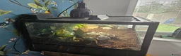 Frog reptiles for sale: Pacman Frog & Full Set Up For Sale  in York - Advert 5