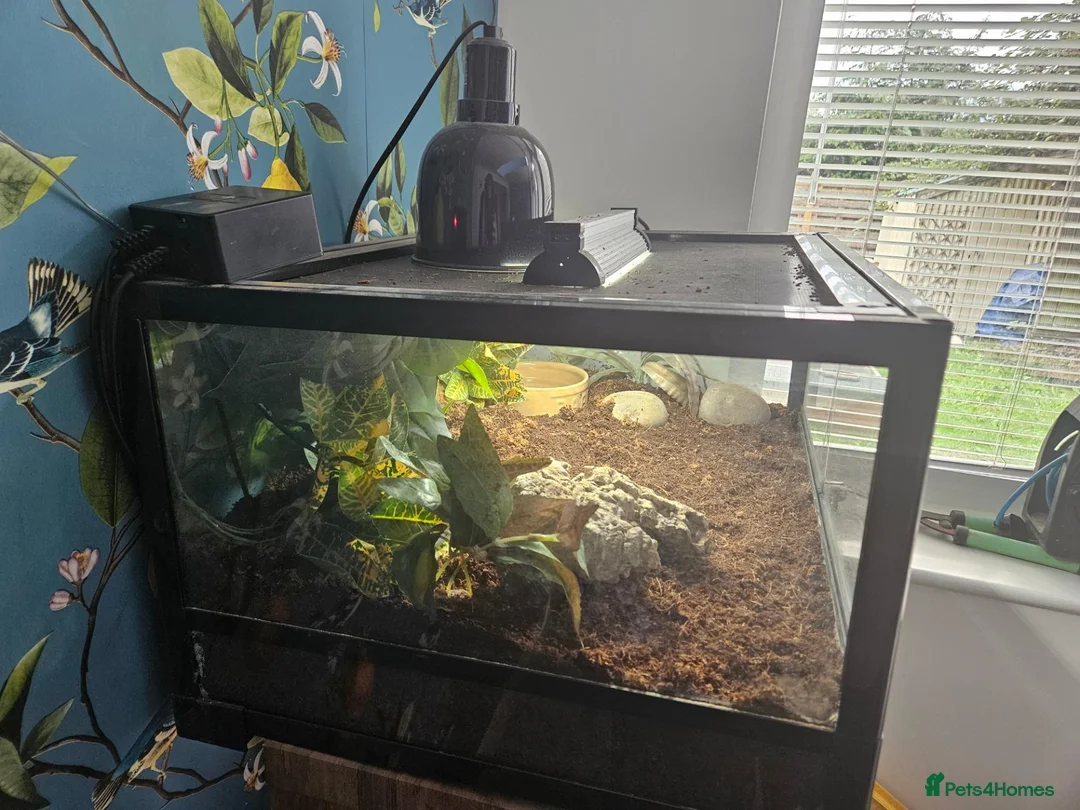 Frog reptiles for sale: Pacman Frog & Full Set Up For Sale  in York - Advert 5