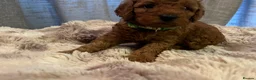Cavapoo dogs for sale: Cavapoo F1BB puppies  in Grimsby - Advert 8