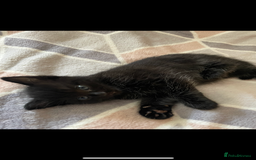 Mixed Breed cats for sale: 5 Male Kittens looking for their forever homes - Image 11