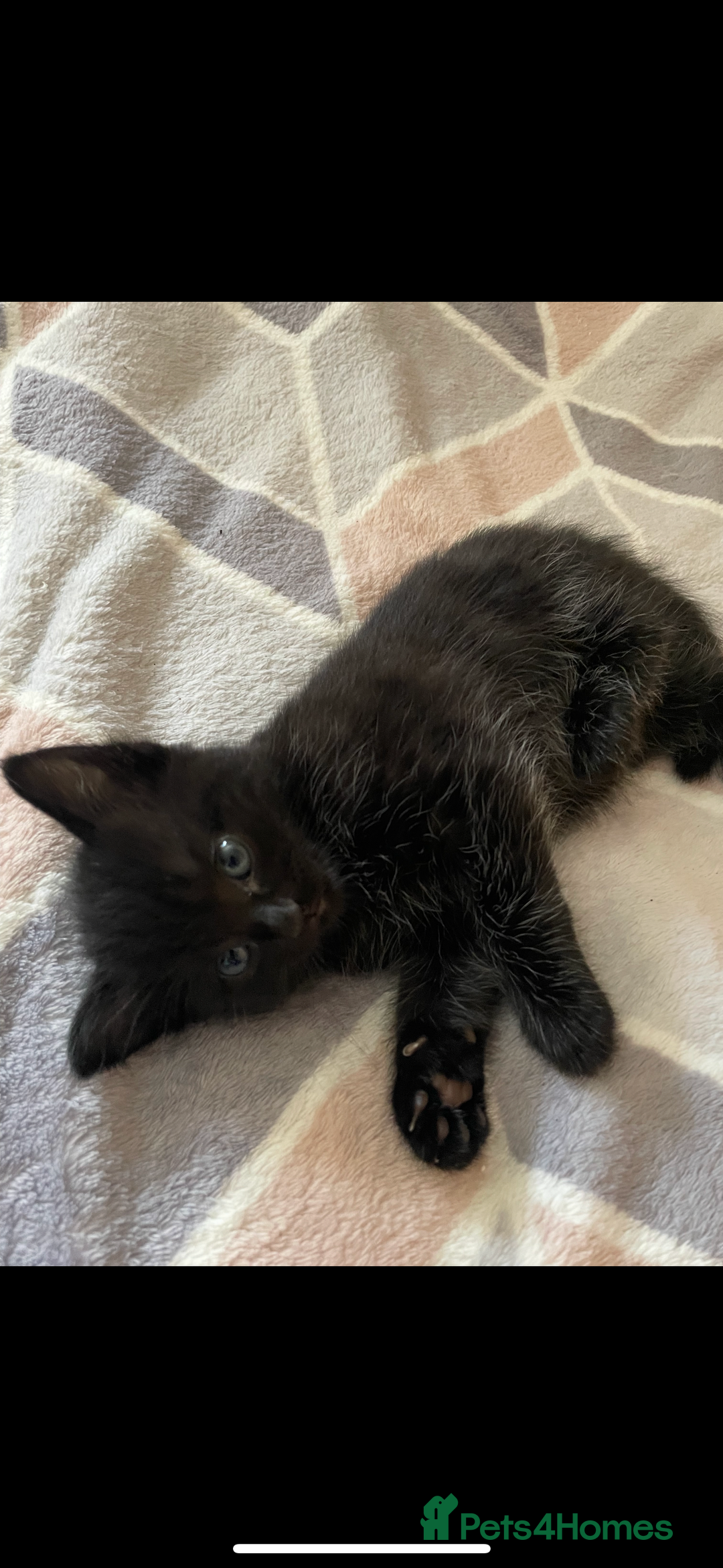 Mixed Breed cats for sale: 5 Male Kittens looking for their forever homes - Image 11