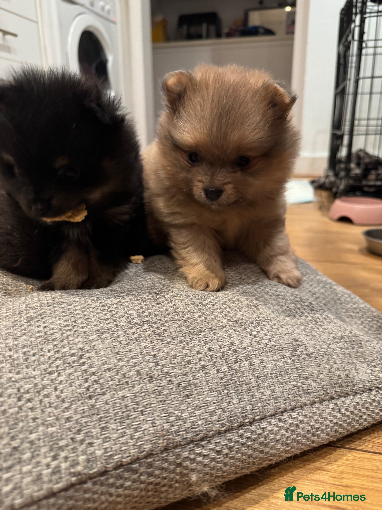 Pomeranian dogs Beautiful Pomeranian Pups - Advert 1
