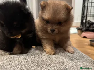 Pomeranian dogs Beautiful Pomeranian Pups - Advert 1