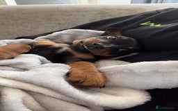 Dachshund dogs for sale: Miniature Dachshund puppy  - Image 5