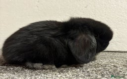 Mini Lop rabbits for sale: Mini Lops- vaccinated with new vaccine in Ashford - Image 3