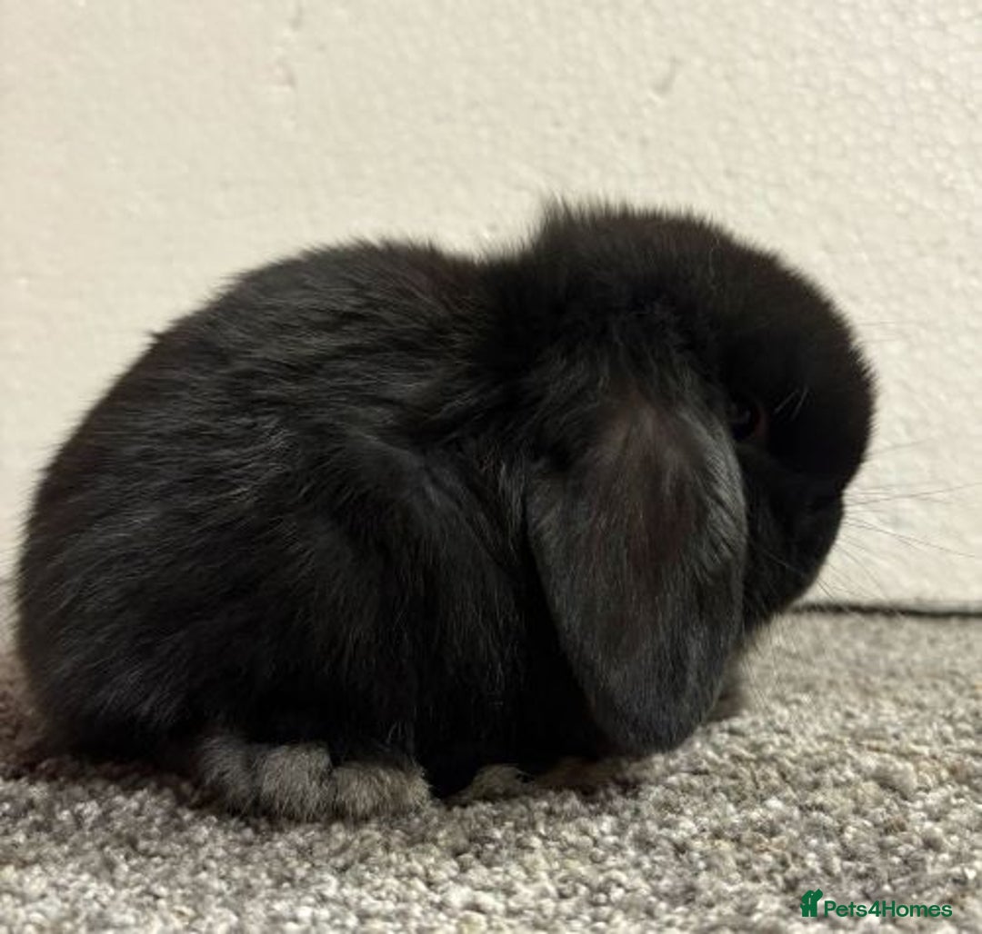 Mini Lop rabbits for sale: Mini Lops- vaccinated with new vaccine in Ashford - Image 3