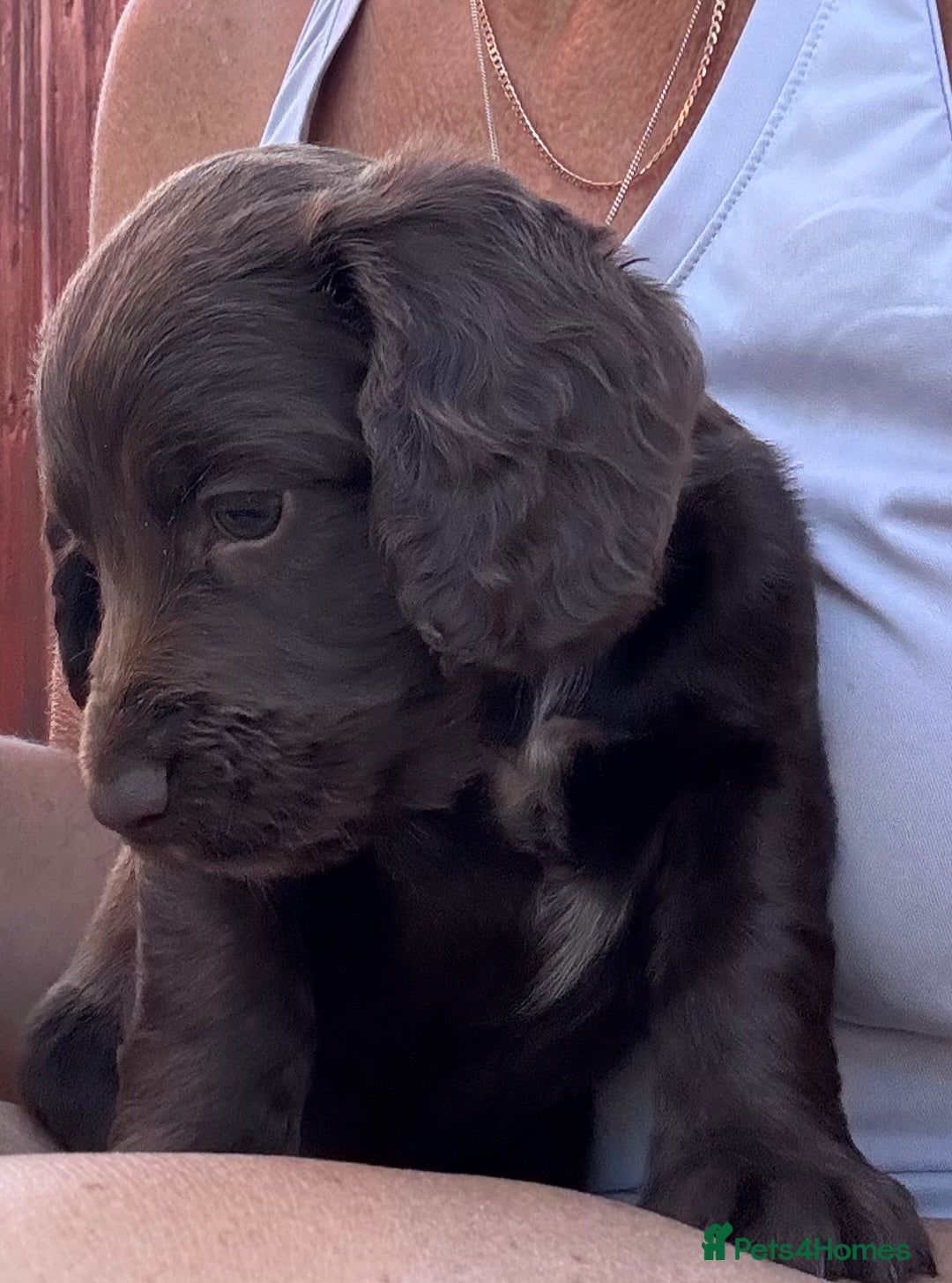 Cocker Spaniel dogs Beautiful litter of cocker spaniel puppies - Advert 2