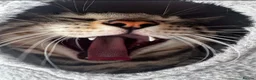 Bengal cats for sale: Prince and princesses seeking human slaves - Advert 13