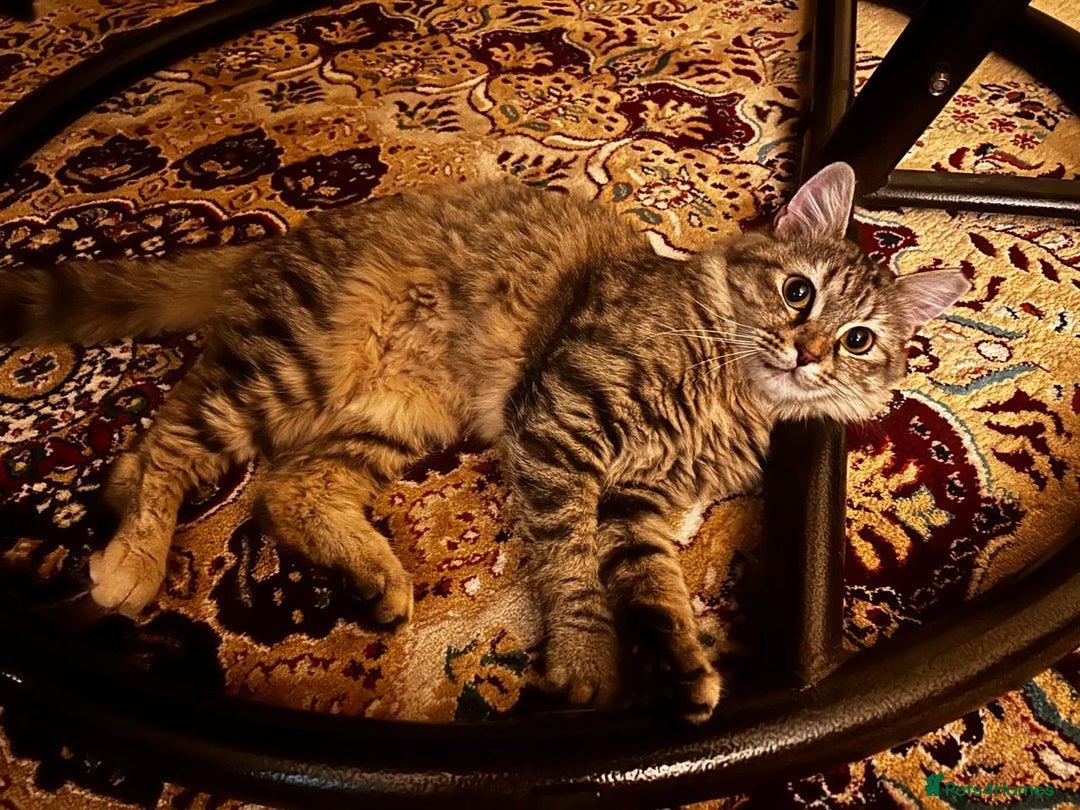 Mixed Breed cats for adoption: PERSE -ADORABLE VERY FRIENDLY KITTEN SPAYED - Image 11