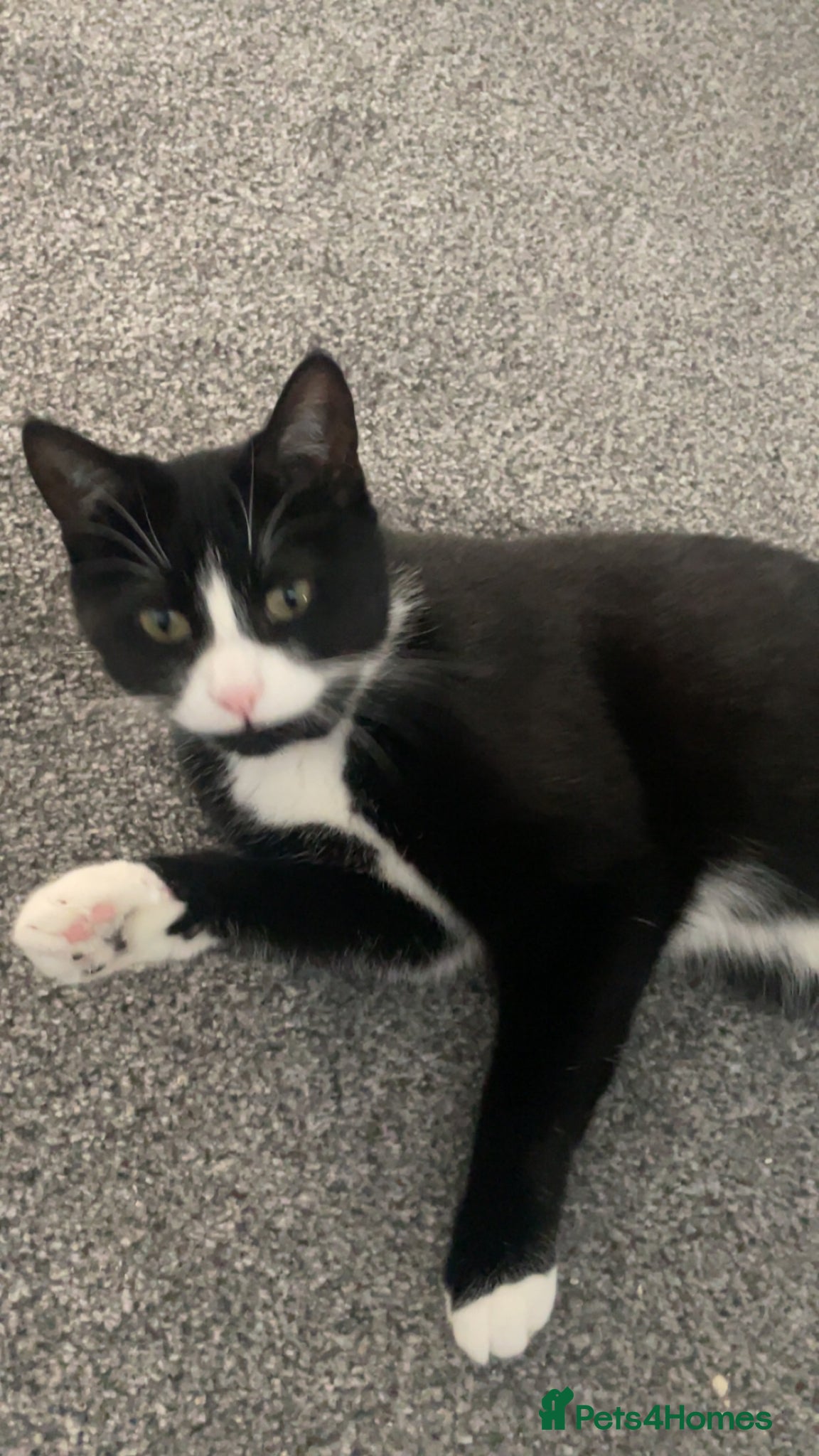 Mixed Breed cats Jackie (female)  - Advert 6