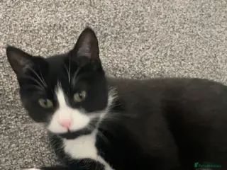 Mixed Breed cats Jackie (female) - Advert 17